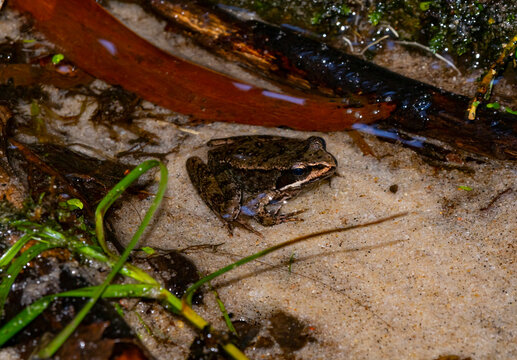 Rana temporaria,  especie de anfibio anuro de la familia Ranidae
