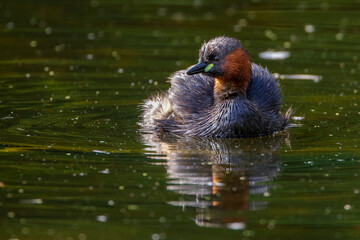 Zwergtaucher (Tachybaptus ruficollis)