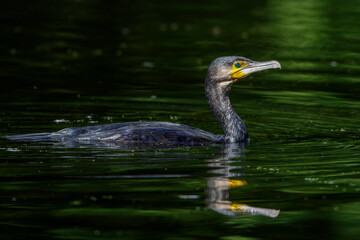 Kormoran (Phalacrocorax carbo)