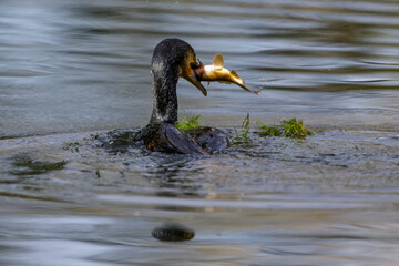 Kormoran (Phalacrocorax carbo) mit erbeutetem Fisch