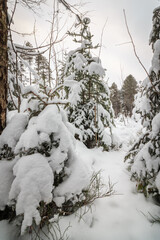 Verschneite Fichten in den Bergen