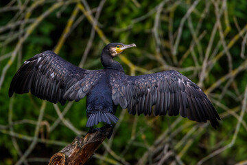 Kormoran (Phalacrocorax carbo)