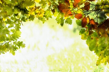 Yellow leaves during autumn season with warm sunlight from behind.  Fall park