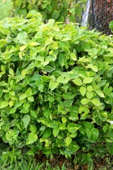 Patriot view of green leaf plant