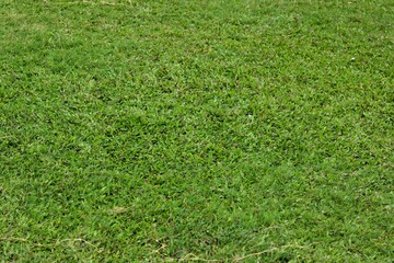 Field of fresh green grass texture as a background