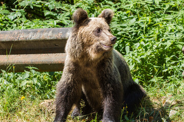 Wild bear on a street in Romania