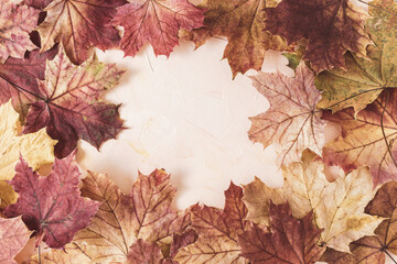 Naklejka na ściany i meble Red and yellow maple leaves on pink background. Fall frame layout with copy space in the center. Autumn concept. Banner or message board template