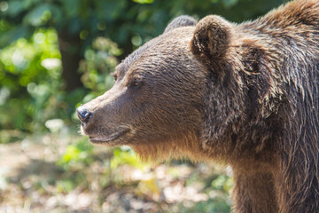 Obraz premium Bear on a street in Romania