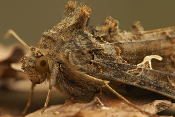 Detailed frontal close up of the Silver Y moth, Autographa gamma