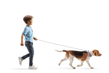 Full length profile shot of a boy walking a beagle dog on a lead