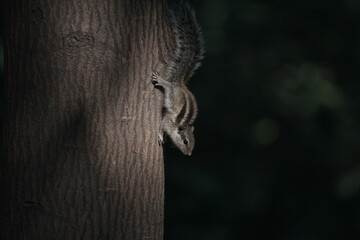 Squirrel