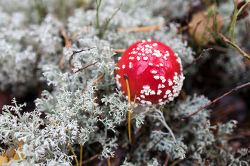 Red young amanita among lichen in the autumn forest in Karelia