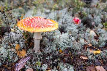 Red young amanita among lichen in the autumn forest in Karelia