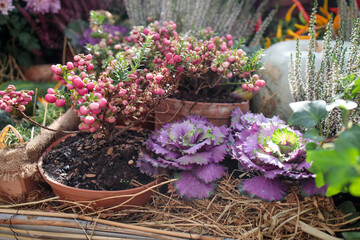 Ornamental purple brassica cauliflower near multi-colored pumpkins decorate the garden