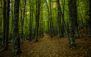 Landscape of chestnut trees forest in autumn, in El Tiemblo, Avila, Castilla y leon, Spain