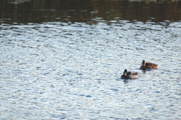   Two colorful female mallard ducks swimming on the water, with blurred water in the foreground