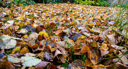 Wiese mit Herbstlaub