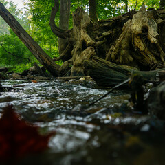 Rolling water in creek, blurred leaf, gnarled roots