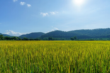 Fototapeta premium sun on the sky, golden yellow rice fields