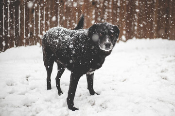 Snow Dog