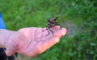 Hand of person holding a very rare stag beetle (Lucanus cervus) the largest european beetle, an endangered species ​and included in the red book