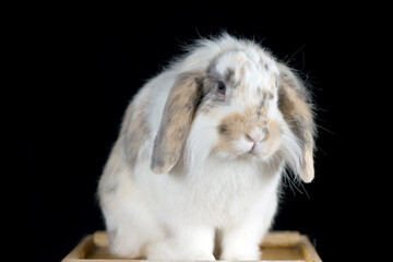 Cute white and brownspotted lop rabbit posing on black background