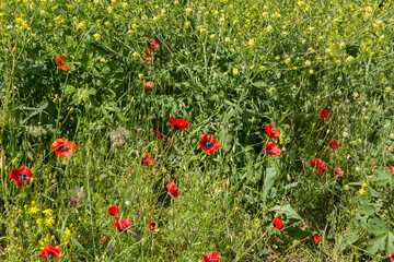 A field of scarlet poppies in bloom
