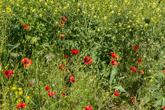 A field of scarlet poppies in bloom