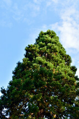 Bottom view of a cypress tree against blue sky