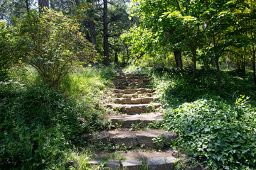 stone step path in the wild garden
