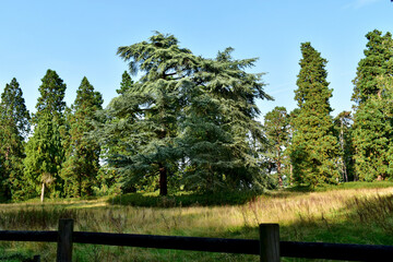 View of a massive cedar behind the wooden fence in the park in the autumn, Coombe Abbey, Coventry, England, UK