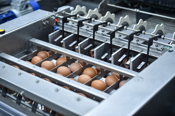 Eggs production and processing farm. Details with factory processing lines.