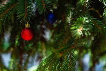 Obraz na płótnie Canvas Christmas holiday concept. A bright red ball on a Christmas tree on a blurry background. Christmas background.