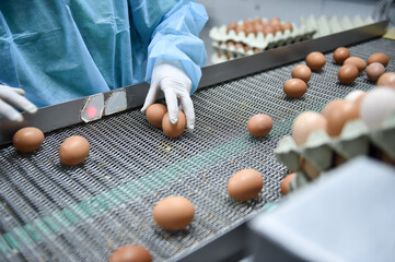 Eggs production and processing farm. Details with factory processing lines.