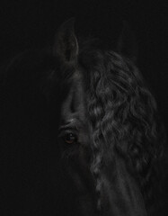 Portrait of a friesian horse (stallion) on a white background