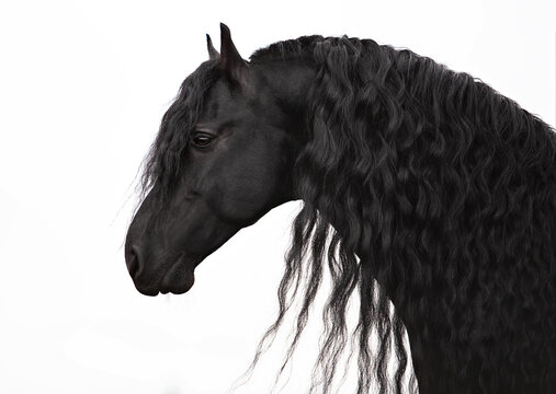 Portrait of a friesian horse (stallion) on a white background