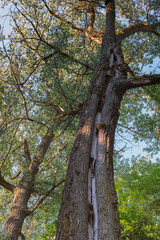 Fototapeta na wymiar big cracked tree