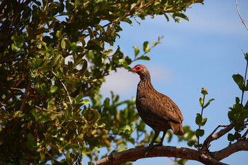 Swainsonfrankolin / Swainson's francolin or Swainson's spurfowl / Francolinus swainsonii.
