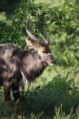 Nyala / Nyala / Tragelaphus angasii.