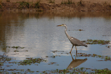 Afrikanischer Graureiher / Grey heron / Ardea cinerea