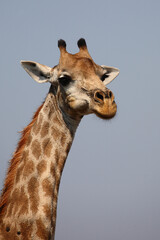 Giraffe / Giraffe / Giraffa camelopardalis