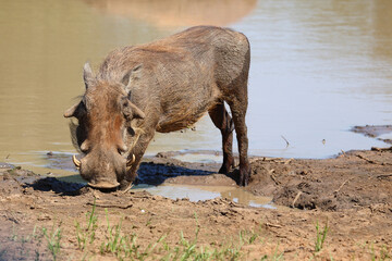 Fototapeta premium Warzenschwein / Warthog / Phacochoerus africanus