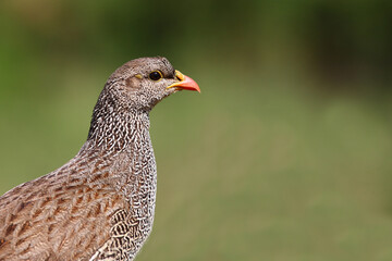 Natalfrankolin / Natal francolin / Francolinus natalensis.