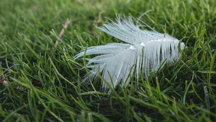 White Feather in Grass