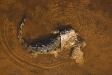 Nilkrokodil / Nile crocodile / Crocodylus niloticus..