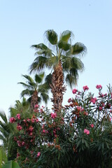 Fototapeta na wymiar palm tree in the garden