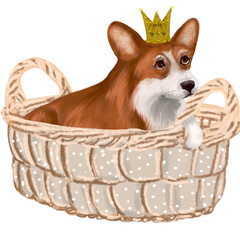 the dog in the basket
