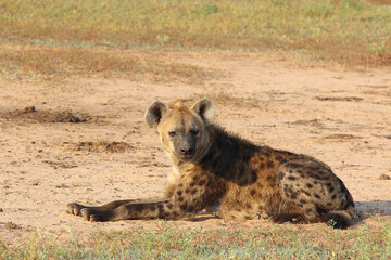 Tüpfelhyäne / Spotted hyaena / Crocuta crocuta..