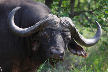 Kaffernbüffel / African buffalo / Syncerus caffer