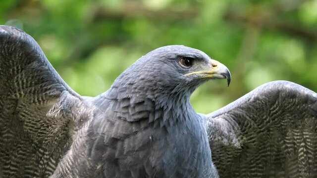 Portrait von einem blaubussard, aguja, geranoaetus melanoleucus, video mit 50 fps